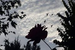Raymonde-Simone-Ferrier1